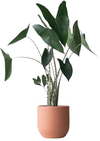 Vivaio Garden Forest Alocasia zebrina Pianta da Interno | Fusti zebrati giallo e nero, Foglie a orecchie di elefante, Venature evidenti, Ideale per casa e ufficio