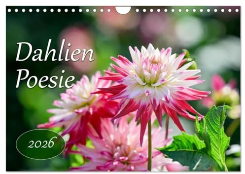 Dahlien Poesie (Wandkalender 2026 DIN A4 quer), CALVENDO Monatskalender: Dahlien im Sonnenlicht, Liebespoesie. (CALVENDO Natur)