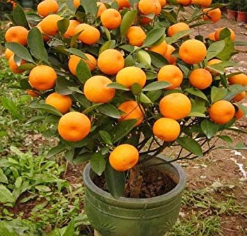 VISA STORE Mandarin Orange () Bonsai-Samen 10,20,40,100