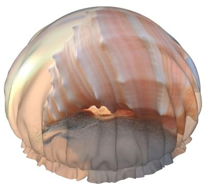 Stilvolle Duschhaube mit Muschel-Print am Meer, wiederverwendbare Duschhaube für Damen, große Duschhaube für Zöpfe und langes Haar