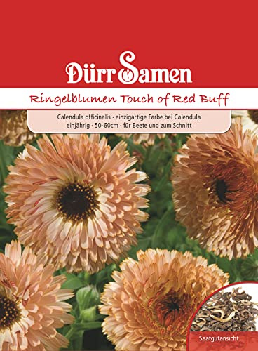 Dürr-Samen - Ringelblumen Touch of Red Buff einjährig 50-60 cm Saatgut
