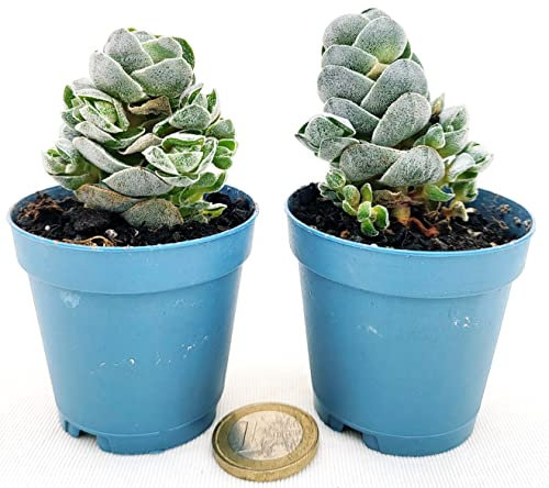 POWERS TO FLOWERS - CRASSULA PAGODA IVORY TEMPLE, pianta vera