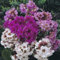 Neue frische 30 Stück gemischte BERGENIA-Blumensamen