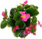 Eisbegonie rosa, Topf 12 cm Ø, 6 Pflanzen