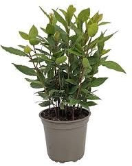 Laurus nobilis - Gewürzlorbeer - Echter Lorbeer – Pflanze 40-50cm - Frosthart