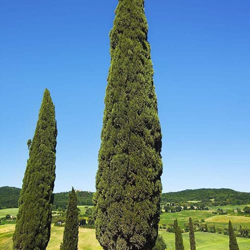semi resistenti di cipresso - alberi da giardino piante resistenti e decorative semi di cipresso piante verdi da appartamento vecchie varietà giardino roccioso albero ornamentale 350pcs