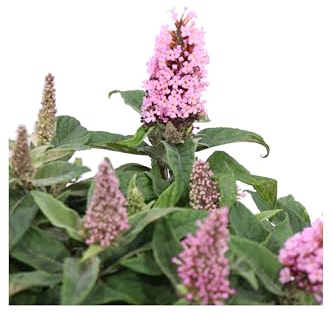 Pianta di Buddleja Davidii Albero delle Farfalle pianta ornamentale da esterno pianta vera da fiore vari colori venduta da eGarden.store (Buddleja Davidii Butterfly Candy Rosa v.24 cm)