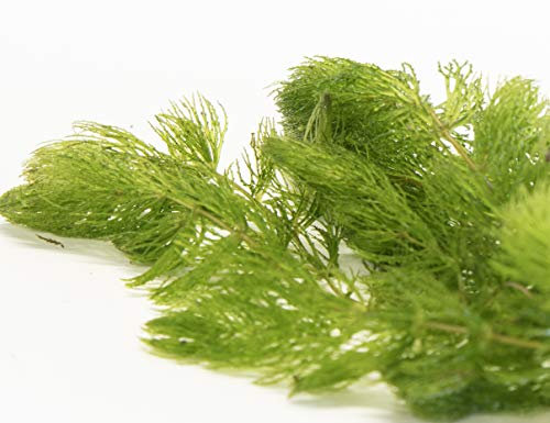 PondPlantsUK - 2 x Live Plants for aquascaping, mosses, Fern, Tropical Aquatic Plants in Ceramic Weights (Ceratophyllum Demersum)