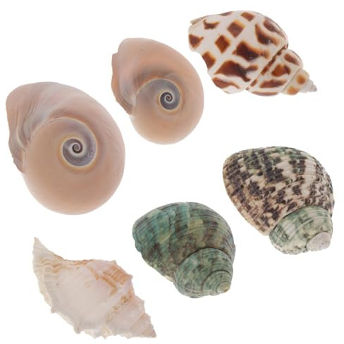 VANZACK 6pièces Décoration Coquillage Naturel pour Aquarium Ornement Conch pour Réservoir Eau Décoration Artisanale Coquille De Crabes Naturels