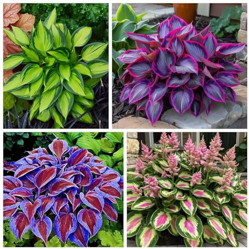 Rizoma hosta，Hosta pianta，Alto tasso di germinazione，Facile da mantenere，Pianta perenne, Sempreverde tutto l'anno-h-15 bulbi