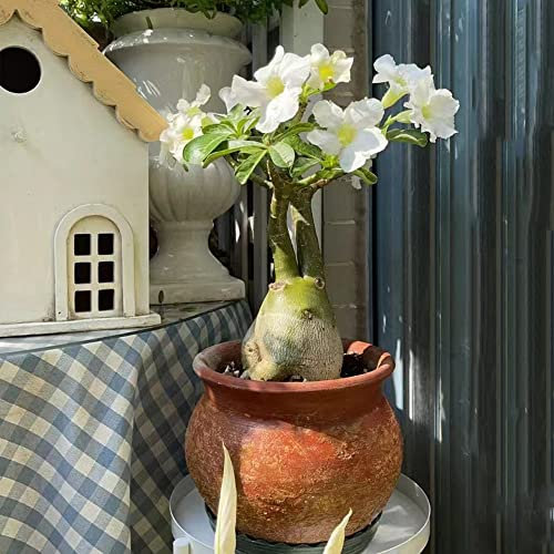 Rosa Del Desierto Planta Natural - Suculentas Naturales Raras : Planta Natural De Interior Para Decorar Tu Hogar, Rosa Del Desierto Planta Viva, Bonsais Naturales Interior - 5 Piezas