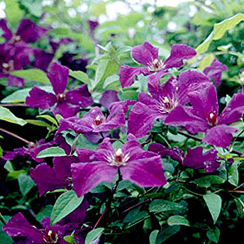 Clematis 'Polish Spirit' - Waldrebe 50-60 cm Pflanzcontainer