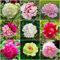 6 pezzi bulbi di peonia set tuberi peonia - serie di piante rare - purificazione dell'aria piante da interno mix prato per gli