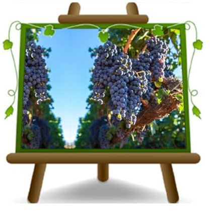 Vigne Alphonso Lavallè - raisins noirs - plante fruitière sur pot de 20 cm * hauteur max 170 cm 2 ans