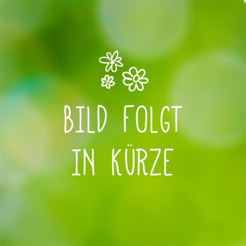 Rhabarber 'Holsteiner Blut'
