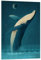 Buckelwal Acrylglasbild von Dieter Braun 13 x 18 cm Blau Natur Wanddeko