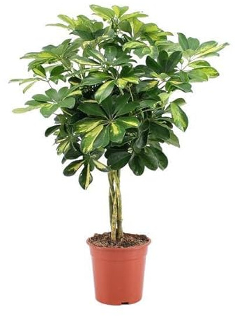 Strahlenaralie Schefflera Arboricola „Gold Capella“ Pflanze Ø19 cm 75 cm | pflegeleichter Schirmbaum mit grün-gelben Blättern, für Wohnraum und Arbeitsplatz, dekorativer Wuchs
