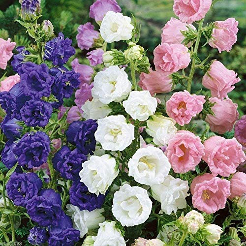 Double Mix TASSE ET SOUCOUPE Campanula Graines rose, rose, lavande, viola, blanc (50 grani)