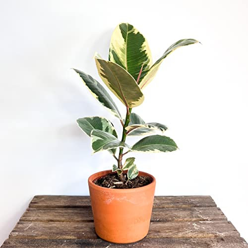 Ficus Elastica Tineke | Rubber Plant | Easy Care Houseplant | 13cm Pot