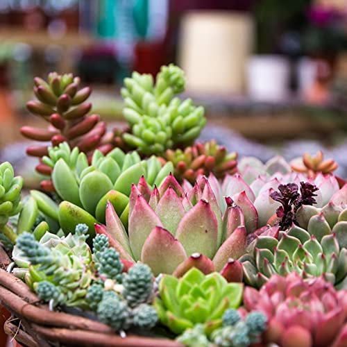 Haloppe 400 semi di piante succulente per la piantagione di giardini domestici, semi di piante grasse freschi mix di semi di piante grasse Semi succulenti