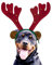 Hunde-Rentier Geweih Stirnband Kostüm – Perfektes Hund Weihnachten Outfit für Urlaub Familie Foto