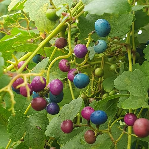 Ampelopsis Elegans 1L - Pflanze für Anfänger und professionelle Gärtner - Ideal für Kleingarten, Garten - Schöne Pflanze mit ungewöhnlichen Blüten - Genießen Sie jeden Tag ihre Farben