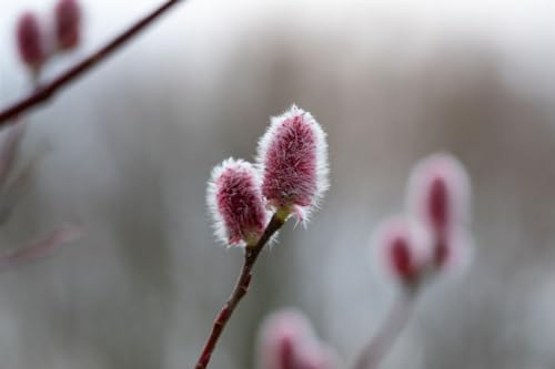 Salix 'Rotkätzchen' 50 cm Stammhöhe - Weide, rote Kätzchen, Blütezeit März-April, ideal für Kübel und Rabatten, bienenfreundlich, pflegeleicht