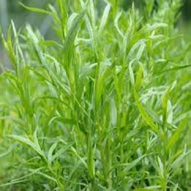 Nuevas semillas frescas de plantas de estragón de 60 piezas
