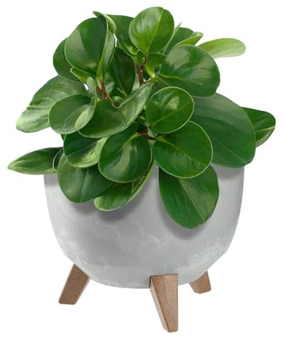 KADAX Maceta Decorativa de Plástico con Soporte Integrado, Macetero con Tres Patas de Imitación Madera para Interior y Exterior (Hormigón Gris, 24 cm)