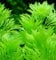 AMBULIA Beautiful Tropical OXYGENATING Healthy Aquarium Plants Aquatic Shrimp (5)