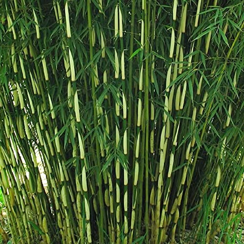 Schirmbambus - Fargesia Robusta Pingwu - Ziergartenpflanze im Topf – Ideal für Blumenbeete, Rabatten und mehr