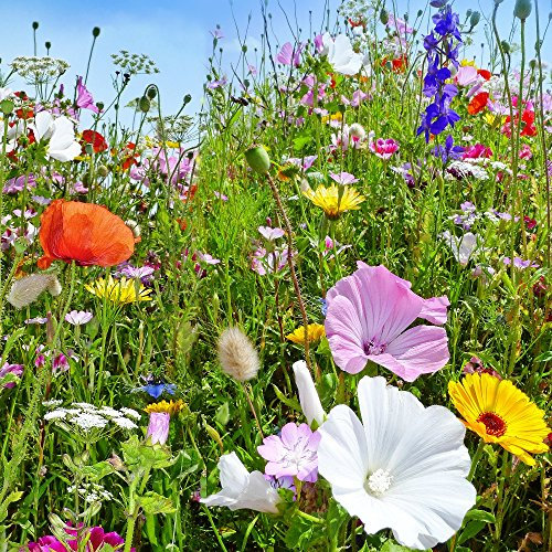 Einjährige und mehrjährige Wild Pflanzen Mixed Samen