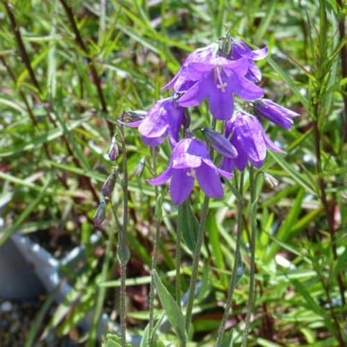 Campanula collina - Rare Alpine Bellflower with Violet-Blue Blooms - Hardy Perennial for Rock Gardens and Borders – 1x 1 Litre Potted Plant by Thompson & Morgan