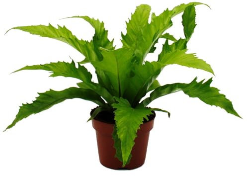 Exotenherz Asplenium nidus Gioia besondere Farn-Sorten fürs Zimmer Nestfarn 12cm Topf ca. 25cm hoch Gioia