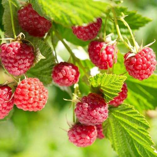 100 pcs himbeeren pflanzen winterhart samen - topfpflanzen draußen winterhart,Rubus Idaeus,himbeersamen Himbeere säulenobst obst frisch bonsai bäumchen kaufen dachbegrünung pflanztopf