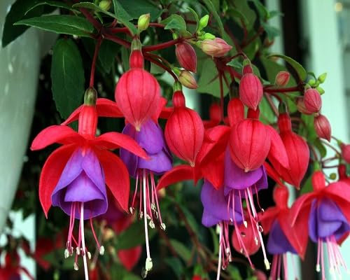 Fuchsien Blumensamen 100 Stück Rot-Lila