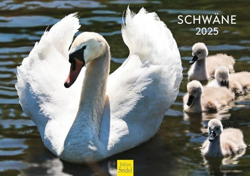 Edition Seidel Premium Kalender Schwäne 2025 Format DIN A3 Wandkalender Vogelkalender Schwan Küken Wasservögel Vögel Wildvögel Wildtiere