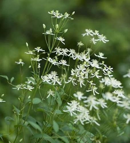 Staudenclematis Recta - Clematis recta