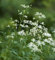 Staudenclematis Recta - Clematis recta