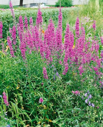 Lythrum virgatum 'Dropmore Purple' ca. 9x9 cm Topf - Blutweiderich, purpurrote Blüten, Blütezeit Juli-September, ideal für feuchte Standorte, bienenfreundlich