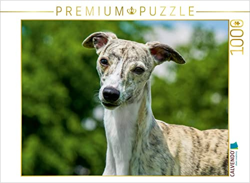 CALVENDO Puzzle EIN Motiv aus dem Kalender Schnell wie der Wind - Whippet | 1000 Teile Lege-Größe 64 x 48 cm Foto-Puzzle für glückliche Stunden