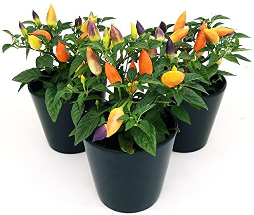POWERS TO FLOWERS - PEPERONCINO ORNAMENTALE CARNAVAL, CAPSICUM, 3 PIANTE, VASO 12CM, piante vere