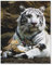 1000 Stück Puzzle，Weißer Tiger Baby-Tiger，Erwachsene Kinder Papierspielzeug Lernspiel（38x26cm）-E87