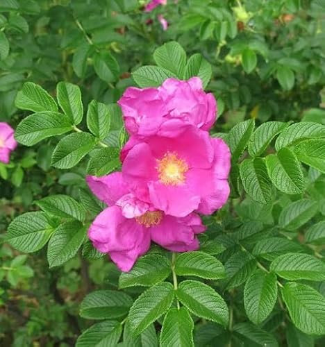 100 Stück frische Rugosa-Blumensamen