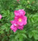 100 Stück frische Rugosa-Blumensamen