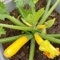piante di zucchine - semi piante giardino giardino erbe aromatiche - Serie piante rare - vaso per piante aiuole rialzate per giardino semi zucchine rampicanti semi 120pcs