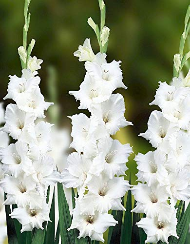 Ponak Neue 20st mehrjährige Gladiolen Blumensamen weiß