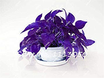 seedsown Neue 50Pcs Chinese efeutute Samen, Indoor Pflanzensamen gemischt, reinigen die Luft, 12 seltene Farbe Bonsai Samen Für Hausgarten