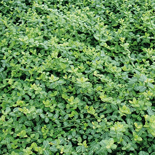 Euonymus fortunei 'Minimus', Topf-Ø 9 cm, 12er-Set