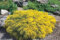 Genista pilosa 20-30 cm - Niederliegender Ginster, gelbe Blüten, Blütezeit Mai-Juni, ideal für Steingärten, bienenfreundlich, pflegeleicht